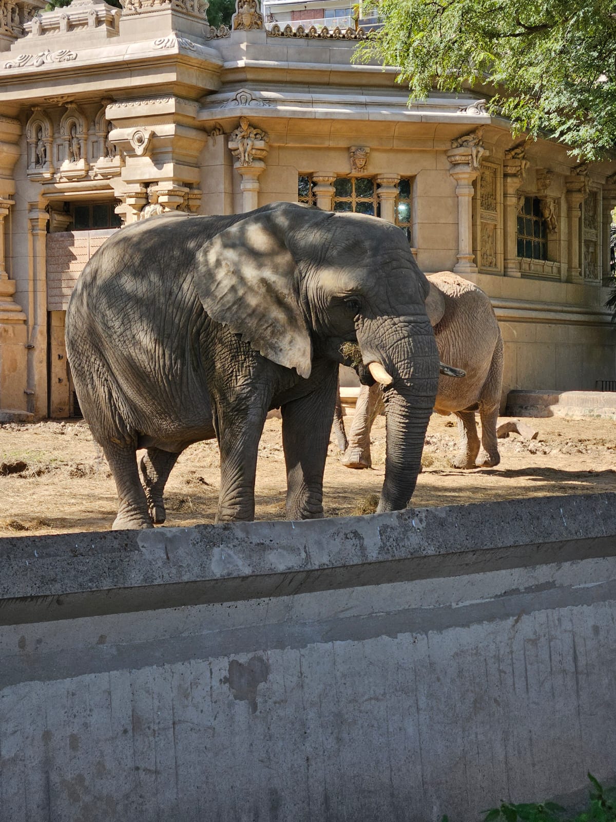 Recinto Elefantes - Imagen 2